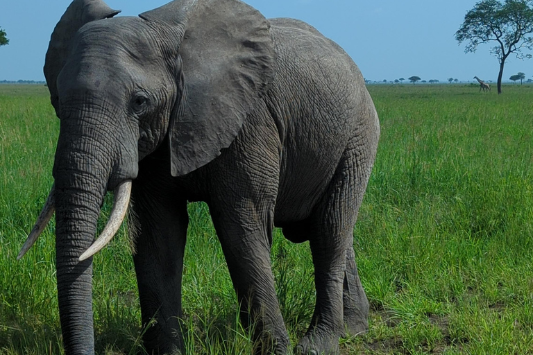 Arusha: 4 giorni di safari nel Serengeti e nel cratere del NgorongoroSafari privato