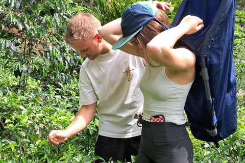 Ella: Organic Tea Plantation Tour with Tea Making & Tasting