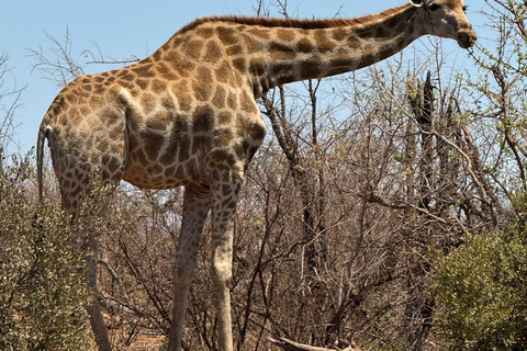 5 jours et 4 nuits de safari à Madikwe et Pilanersbeg