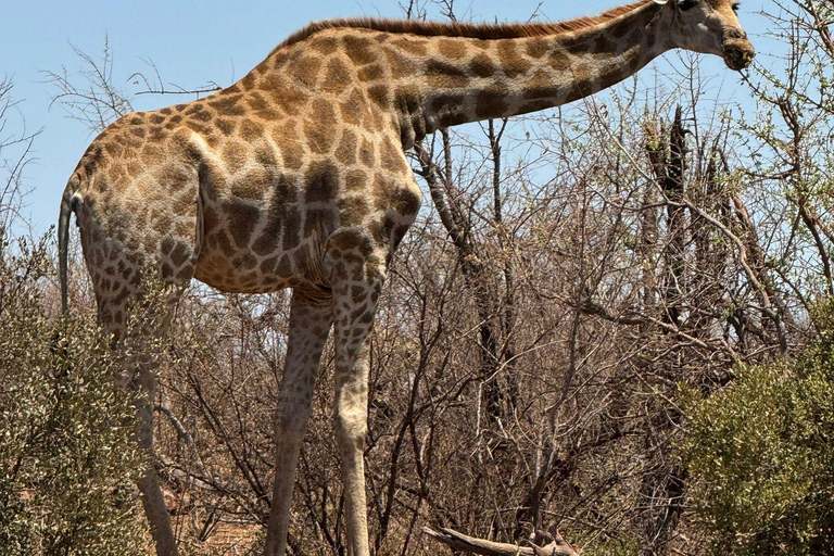 5 dias 4 noites de tour noturno de safari em Madikwe e Pilanersbeg