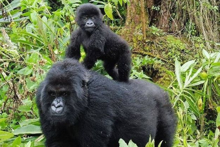 Kigali: 2-Day Gorilla Trekking, Lake Kivu Boat Cruise Tour
