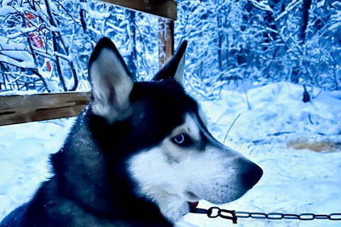Levi: 5 Km Husky Sledding Ride in Levi