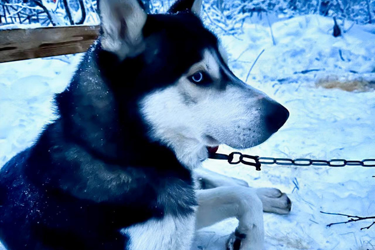 Levi: 5 Km Husky Sledding Ride in Levi