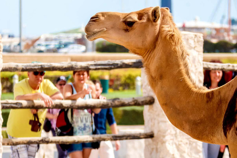 Doha: Tour guiado na cidade com Souq Waqif e Pearl Island