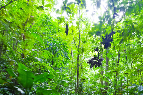 Santa Rosa de Osa: Trekking Tour Santa Rosa, San Martin & Miramar
