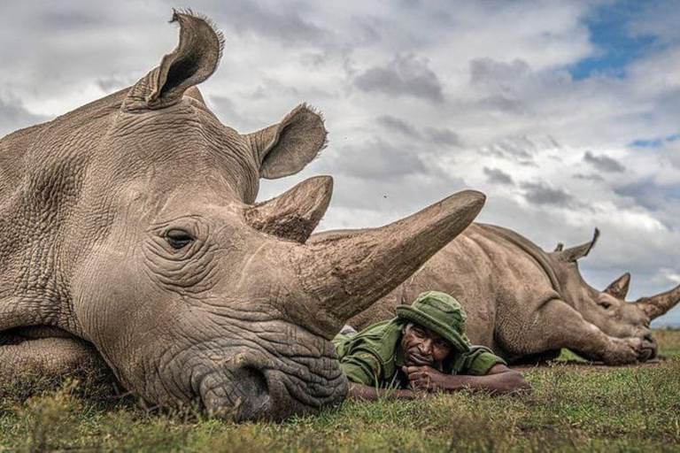 Nairobi: tour di un giorno a Ol Pejeta da NairobiNairobi: Tour di un giorno di Ol Pejeta da Nairobi