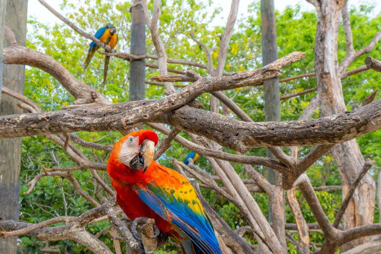 Entdecke den faszinierenden Nationalen Vogelpark auf der Isla Baru Cartagena