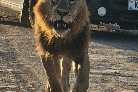 PARQUE DE NAIRÓBI, ORFANATO DE ELEFANTES, EXCURSÃO DE UM DIA AO CENTRO DE GIRAFAS.