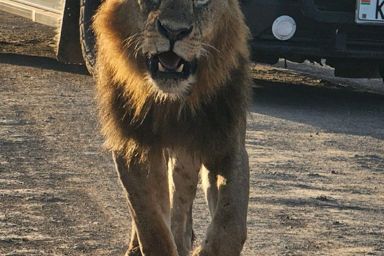 PARQUE DE NAIRÓBI, ORFANATO DE ELEFANTES, EXCURSÃO DE UM DIA AO CENTRO DE GIRAFAS.