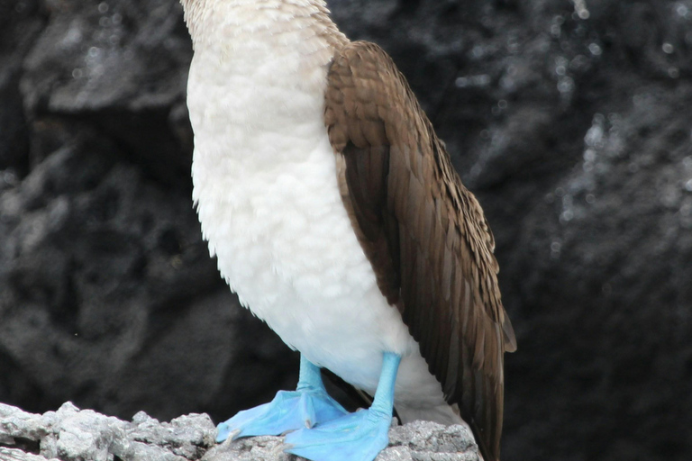 Galápagos Ultimate: 5-Day Adventure Tour with Snorkeling