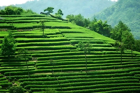 Hangzhou:Flexible Private Tour by Bullet Train from Shanghai All-inclusive deal