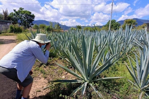 Oaxaca: Ancestral Mezcal Experience