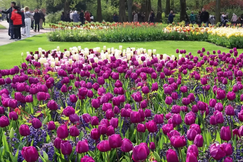 Tulips Tour: Paris to Giverny, Bruges, Keukenhof, Amsterdam Tulips Tour from Paris Giverny, Bruges, Keukenhof, Amsterdam