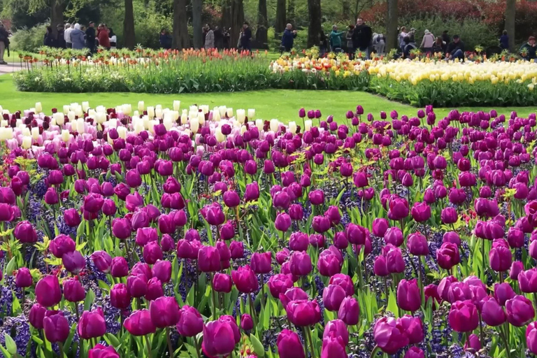 Tulips Tour: Paris to Giverny, Bruges, Keukenhof, Amsterdam Tulips Tour from Paris Giverny, Bruges, Keukenhof, Amsterdam