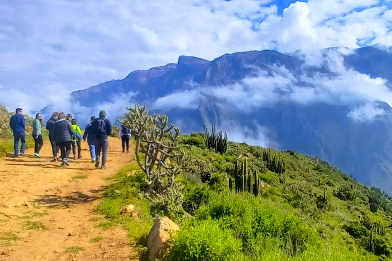 Tour panoramico del Canyon del Colca di 2 giorni con arrivo a Puno Hotel***Tour panoramico del Canyon del Colca di 2 giorni con arrivo a PunoHotel***