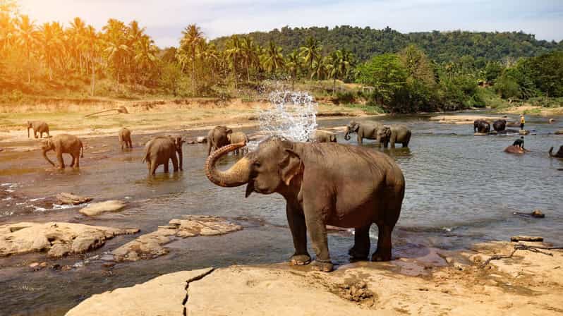 Sri Lanka : Day Tour to Pinnawala Wildlife Orphanage & Zoo