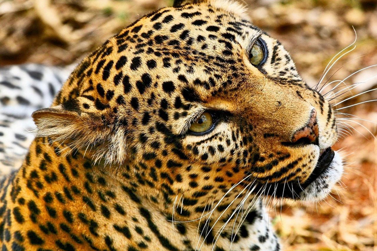 Nairobi National Park Scenic Wildlife-Packed Half-Day safari