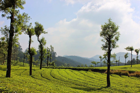 Excursão nocturna à estação de montanha de Munnar com a beleza de Kerala