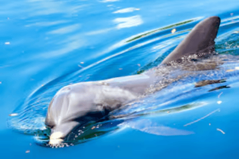 Orlando - äventyr med delfiner Äventyr med delfinfri kajak eller paddelbrädaDelfinresa