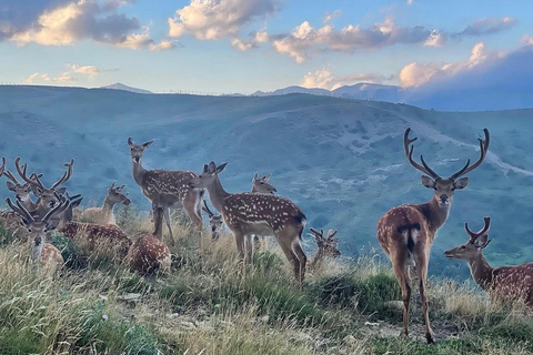 From Baku: Shamakhi Safari Park & Alpaca Tour with Pickup