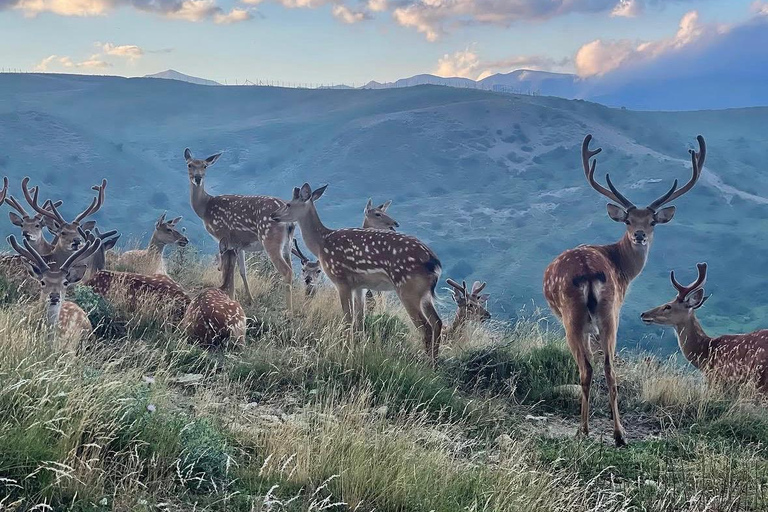 From Baku: Shamakhi Safari Park & Alpaca Tour with Pickup
