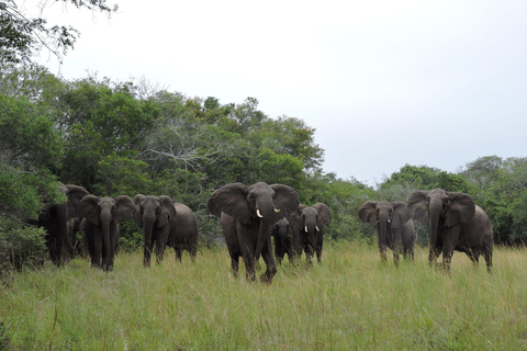 Hluhluwe-iMfolozi Park - Open Safari Vehicle Game Drives