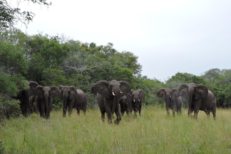 Hluhluwe-iMfolozi Park - Open Safari Vehicle Game Drives