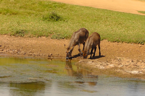 Schotia Safari – Big 5 Experience with High Lion Sightings