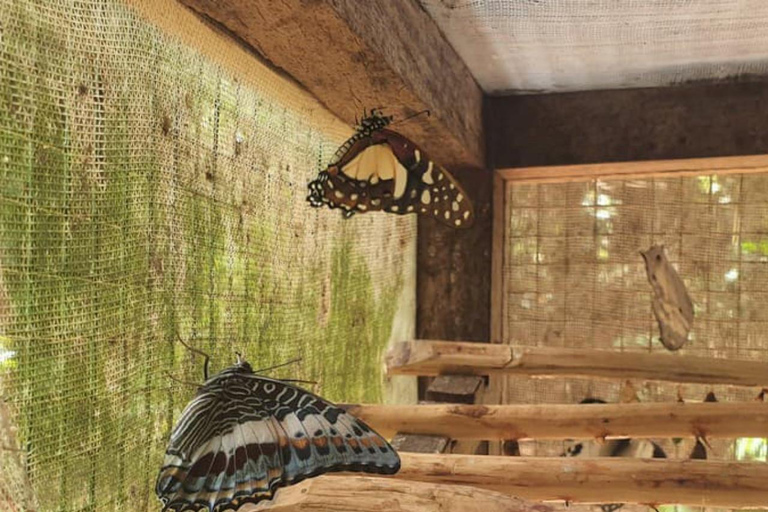 ZANZIBAR: Isola delle Prigioni, Foresta di Jozani e Butterfly CenterIL TOUR PRIVATO INCLUDE IL SERVIZIO DI PRELIEVO E RIENTRO IN HOTEL