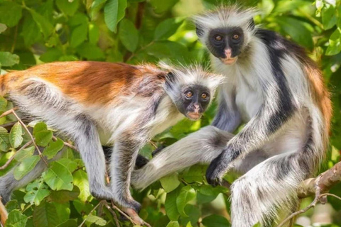 Zanzibar: la foresta di Jozani, le tartarughe marine, la grotta di Kuza e The RockTour senza servizio di prelievo e rientro in hotel