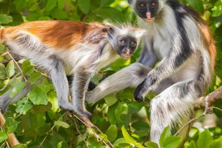 Zanzibar: la foresta di Jozani, le tartarughe marine, la grotta di Kuza e The RockTour senza servizio di prelievo e rientro in hotel