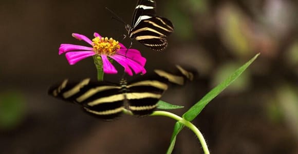 Puerto Vallarta: Butterfly Sanctuary Guided Tour