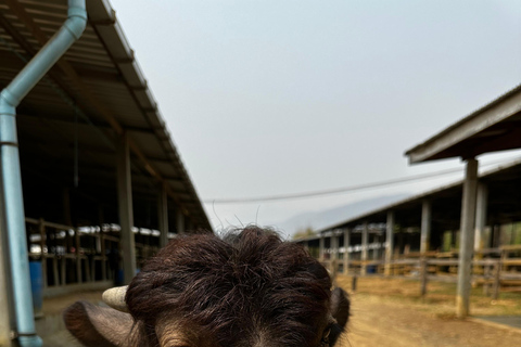 Luang Prabang: excursión a una granja y aventura con bufé de búfalo