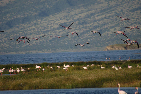 Excursão de 1 dia ao Lago Natron