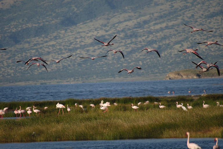 Excursão de 1 dia ao Lago Natron