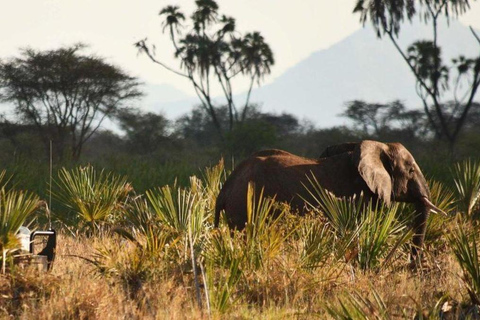 Nairobi: Meru National Park 3-dagars privat safari tur