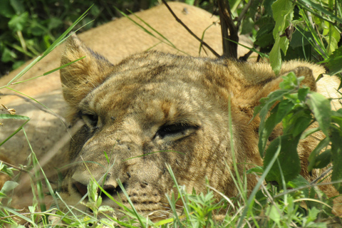 De Nairobi: Viagem de 1 dia ao Parque Nacional do Lago Nakuru