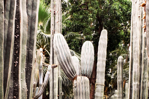 Marrakesz: Ogród Majorelle, YSL i wejście do Muzeum Berberów