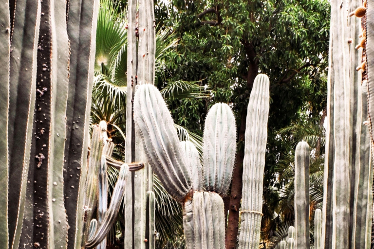 Marrakech: Giardino Majorelle, YSL e ingresso al museo berbero