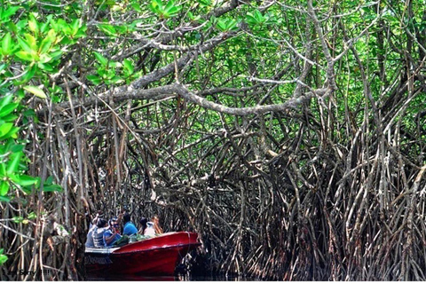 Da Galle: Safari sul fiume Madu e visita all&#039;incubatoio delle tartarughe