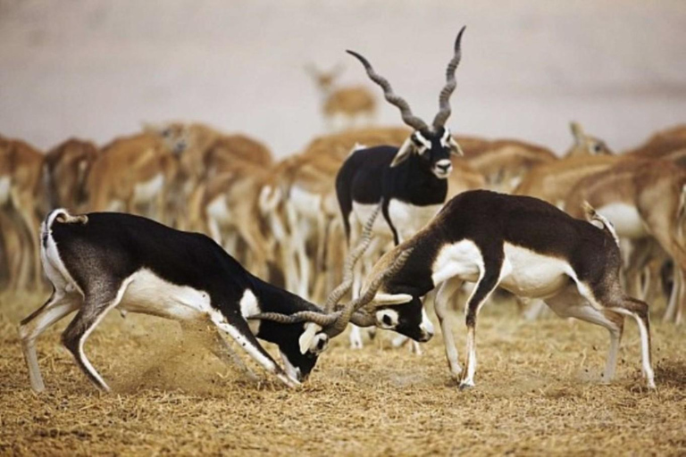 Guda Bishnoi Village Safari