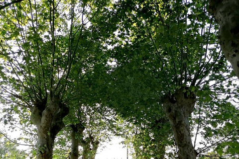 Bordeaux : au cœur d&#039;un vignoble familial biologique