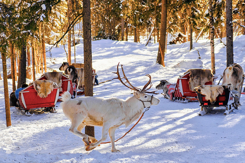 Rovaniemi: Reindeer & Husky Ride with Transfers
