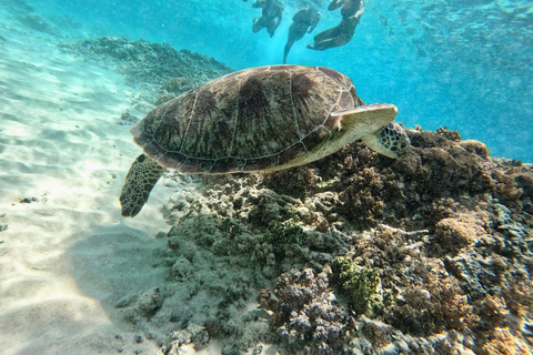 Nusa Lembongan: 4-in-1 Half-Day Catamaran Snorkeling Cruise Sunset Snorkel Cruise with Snacks & Dinner