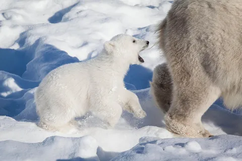 Rovaniemi: Ranua Wildlife Park Private Day Trip