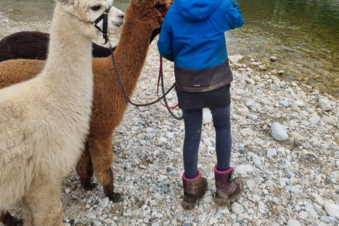 Bohinjska Bistrica: Wandelen met alpaca&#039;s - Domačija Loncnar