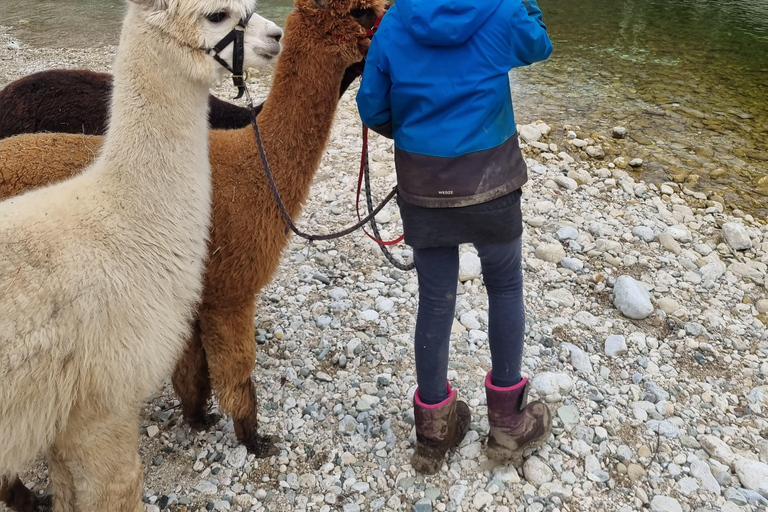 Walking with alpacas - Domačija Loncnar - Bohinj