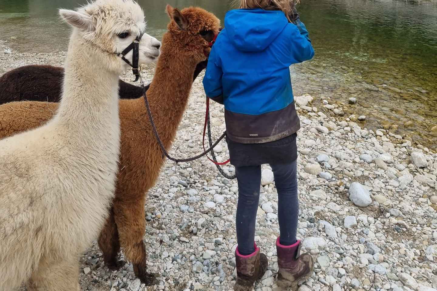 Gönguferð með alpakadýrum - Domačija Lončar - Bohinj