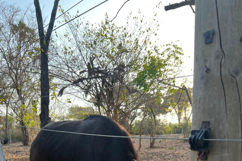 DIANI : PARTAGER UN REPAS AVEC DES GIRAFESPARTAGER UN REPAS AVEC DES GIRAFES