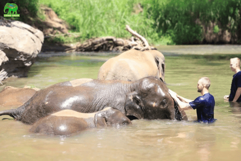 Chiang Mai: Halbtag Living Green Elephant SanctuaryVormittagssitzung: Halbtag Living Green Elephant Sanctuary